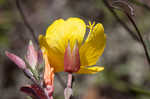 Narrowleaf evening-primrose